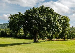 키리마야 골프 리조트 (P2)
