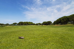 코스모폴리탄 골프 & 컨트리 클럽 (P2)