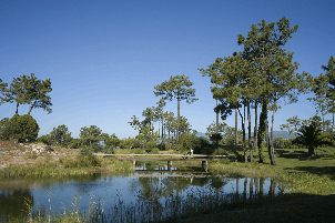 트로이아 골프 (P4)