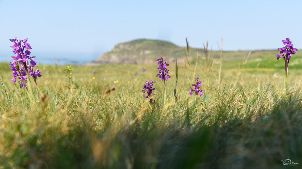 디나르 골프 (P2)
