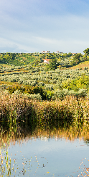 일 체레토 디 밀리아니코